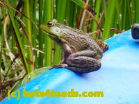 /home//u458753944/public_html/sourcegallery//Frogs/More bullfrogs/P9060121.JPG